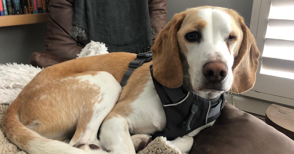 ADORABLE 2 YR BEAGLE NEEDS A FOREVER HOME for Free in San Francisco, CA