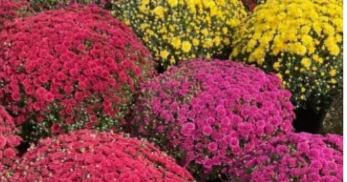 XL 2 gallon MUMS in 10 in” pots! for 20 in Shawnee, KS For Sale