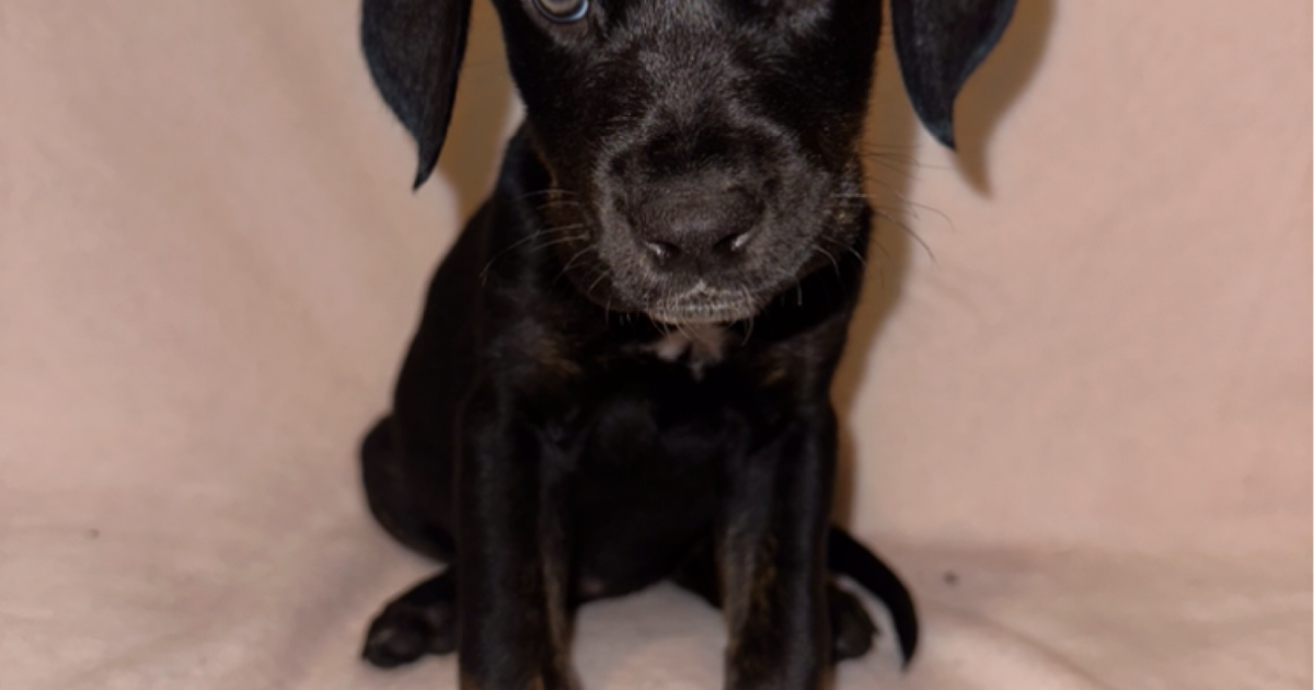 Puppies. Cane Corso/Doberman mix. for 200 in Medina, OH For Sale