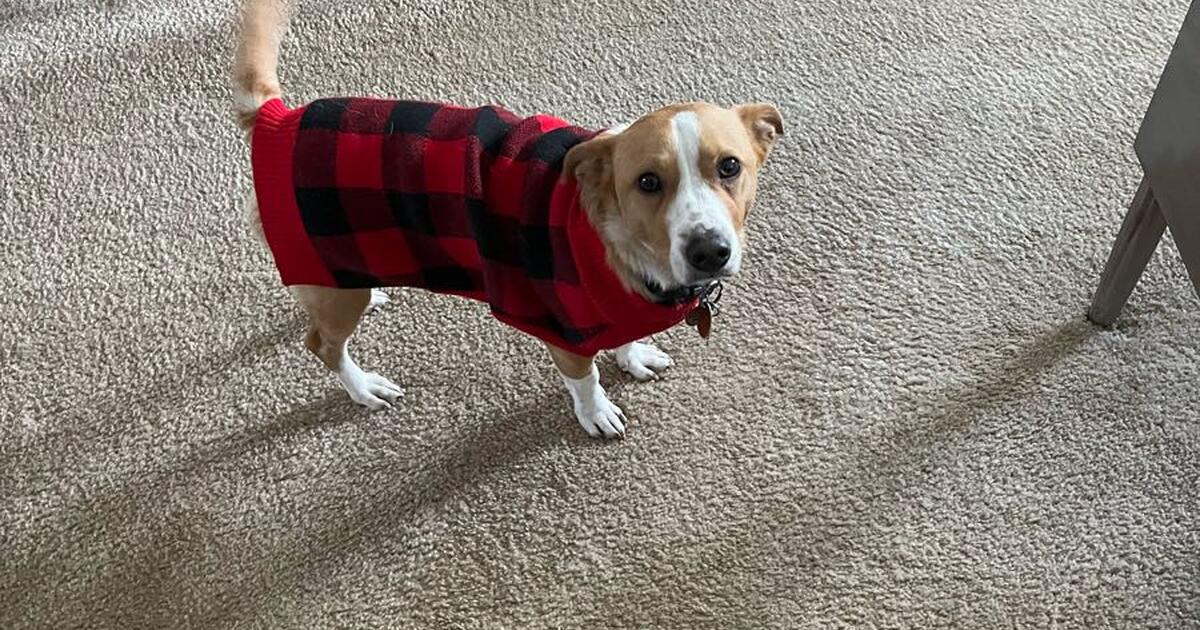 Pet Sitting/ Drop in Services for 35 in Smyrna, DE For Sale & Free