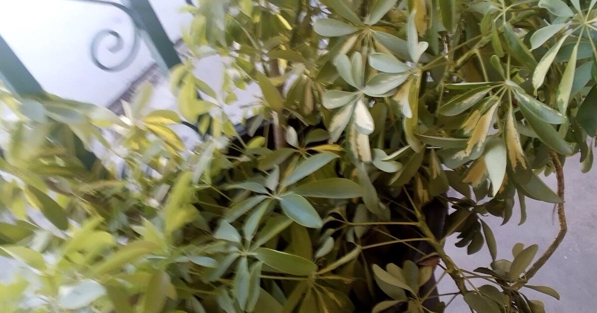 Very Large House Plant for 65 in Fresno, CA For Sale & Free — Nextdoor