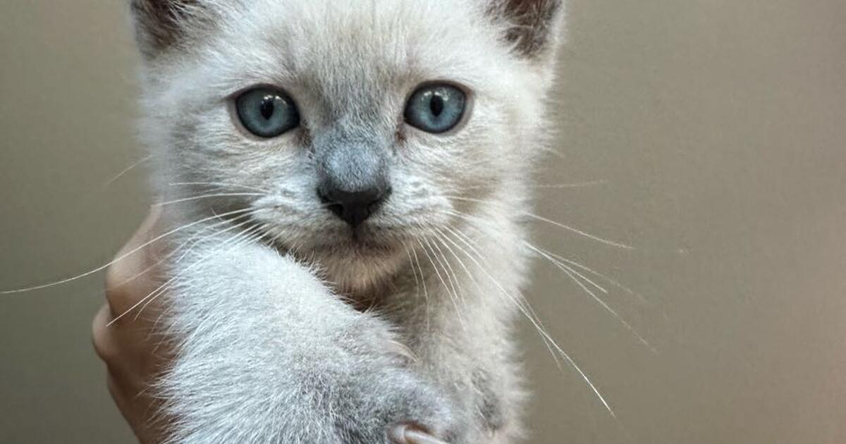 Kittens for Free in Boise, ID For Sale & Free — Nextdoor