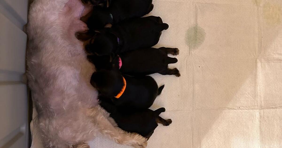 AKC Certified Yorkshire Terrier Puppies for $2000 in Hagerstown, MD