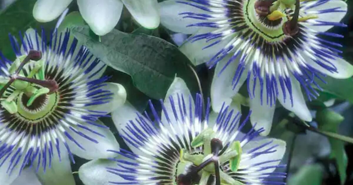 Passion Vine for 5 in Austin, TX For Sale & Free — Nextdoor