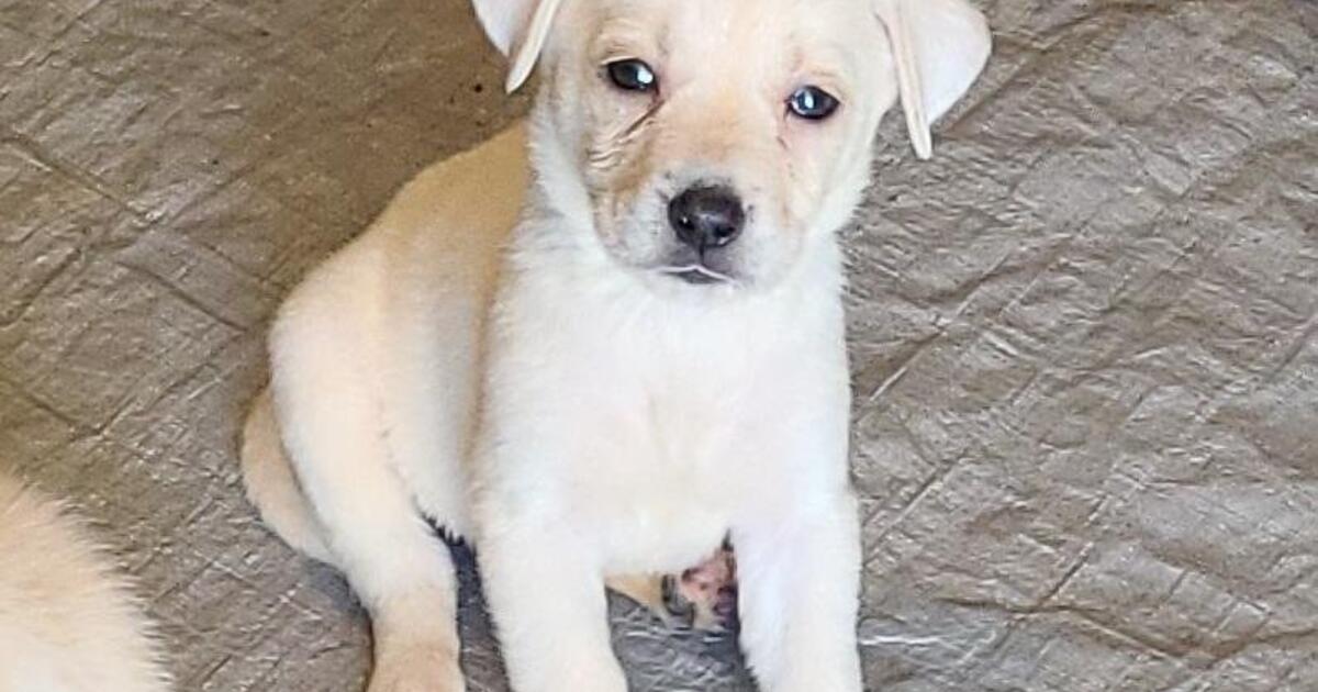 Lab shepherd mix puppies for $150 in Queen Creek, AZ | For Sale & Free ...