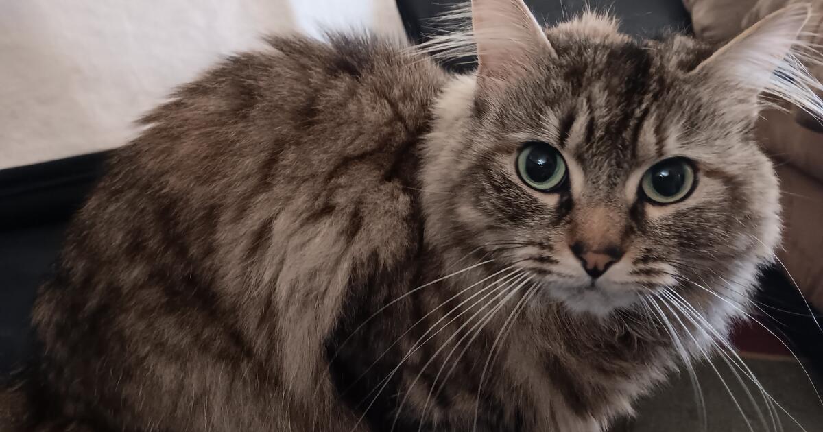 Tiger Striped Long Haired Female Cat For Free In Granby CT For Sale tiger-striped-long-haired-female-cat-for-free-in-granby-ct-for-sale