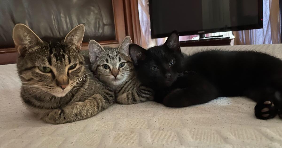 Cat/Kittens for Free in Portland, OR For Sale & Free — Nextdoor