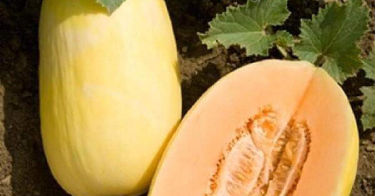 Organic Crenshaw melon cantaloupe plants, very sweet melon for 5 in