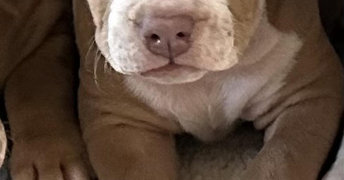 puppy-for-sale-for-900-in-schererville-in-for-sale-free-nextdoor