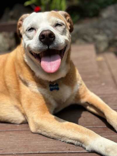 Yorktown Animal Hospital Yorktown Heights NY Nextdoor