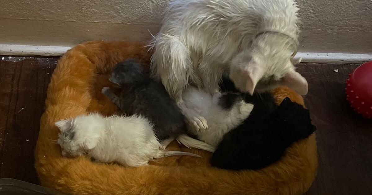 Cats for Free in Fresno, CA Finds — Nextdoor