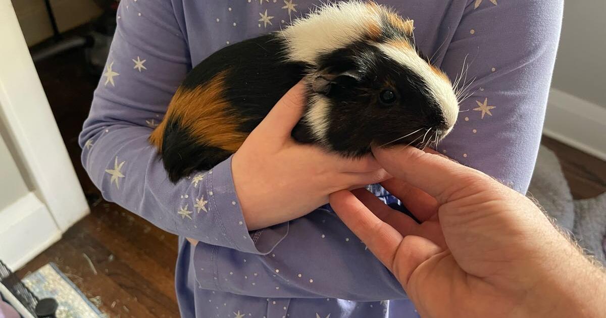 Guinea pig and gear for Free in Milwaukee, WI | For Sale & Free — Nextdoor - Guinea Pig Cafe Milwaukee Wi