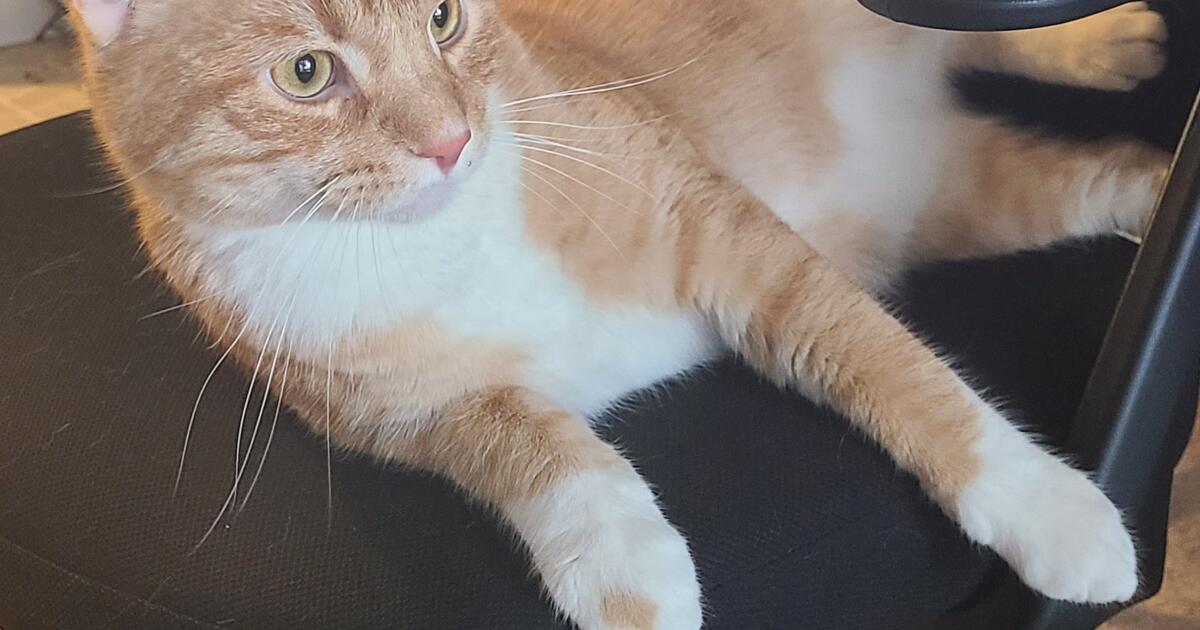 One Year Old Cat Very Friendly for 25 in Portland, OR For Sale