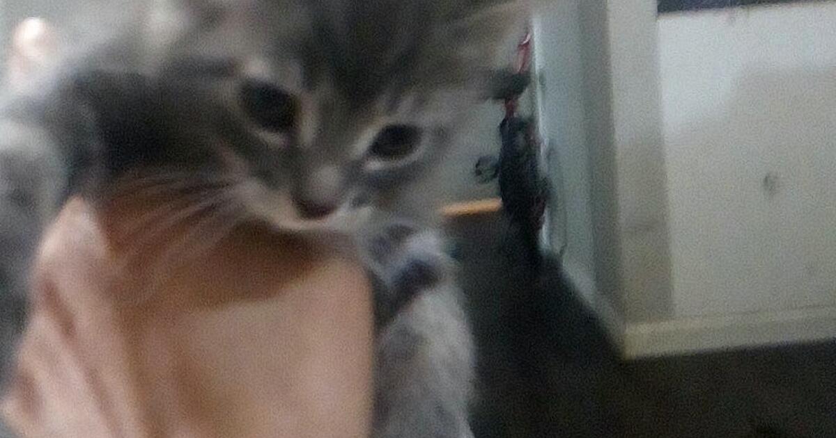 kittens for Free in Spokane, WA For Sale & Free — Nextdoor