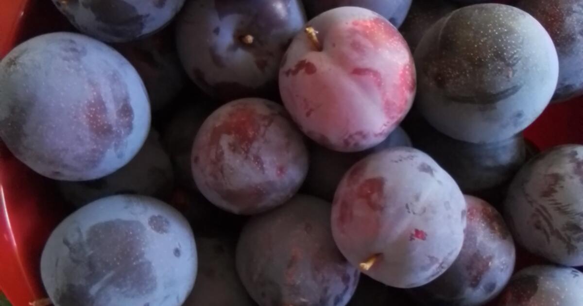 Santa Rosa plums from my tree ARE NO LONGER AVAILABLE. See you next