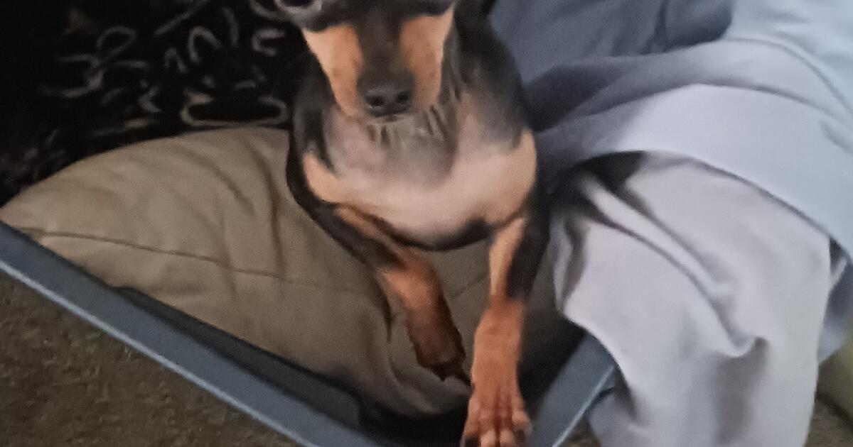 Chihuahua puppies for 245 in Warner Robins, GA For Sale & Free — Nextdoor