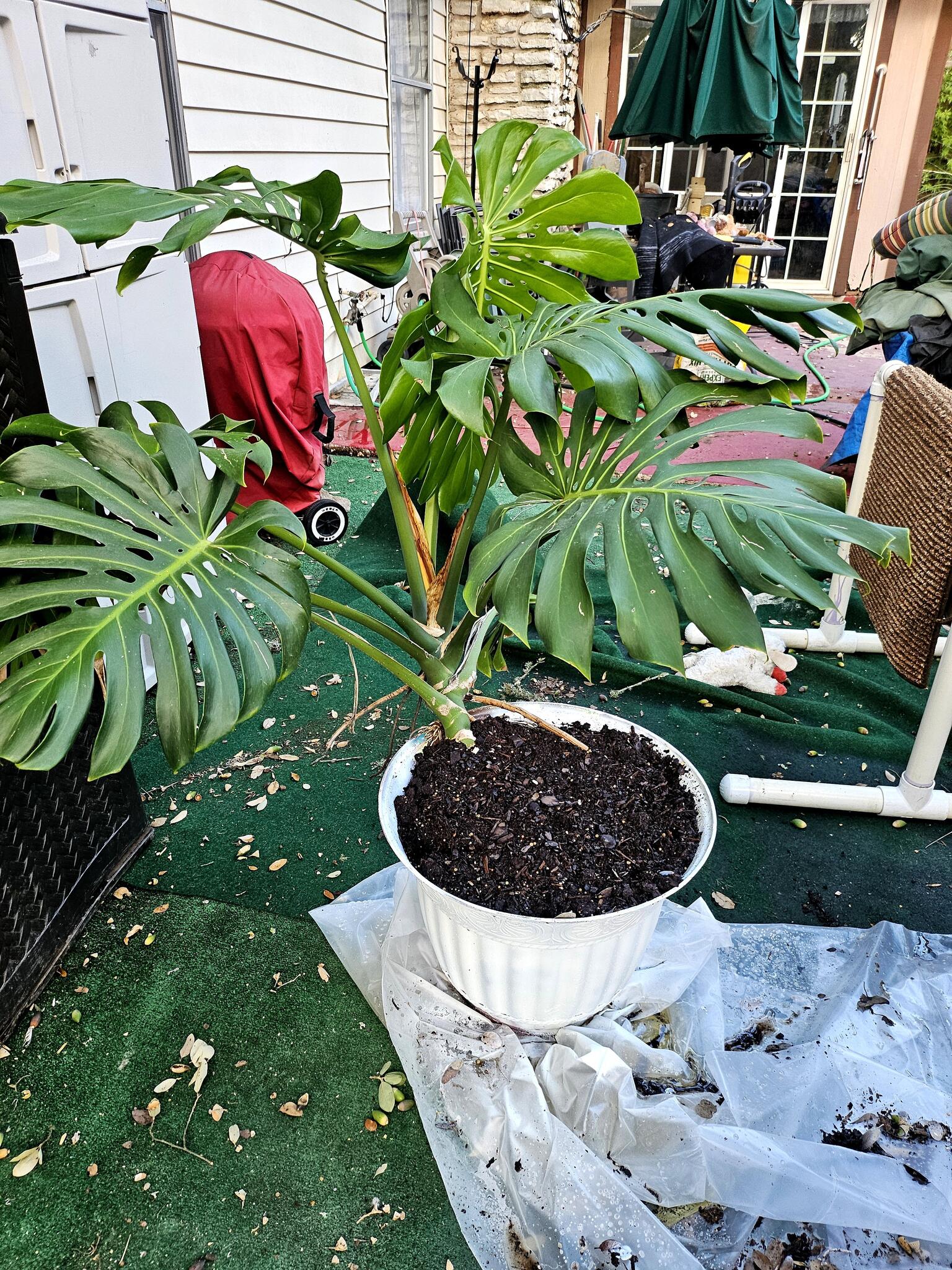 Large Potted Monstera Plant For $50 In Austin, TX | For Sale & Free   Nextdoor