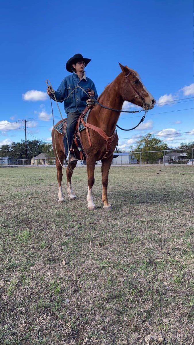 Horse For 1500 In Spring Branch TX For Sale Free Nextdoor   E06e510b6ef8ed9aad73e619630b036d 