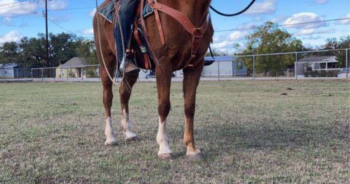 Horse For 1500 In Spring Branch TX For Sale Free Nextdoor   E06e510b6ef8ed9aad73e619630b036d .crop1200x630 