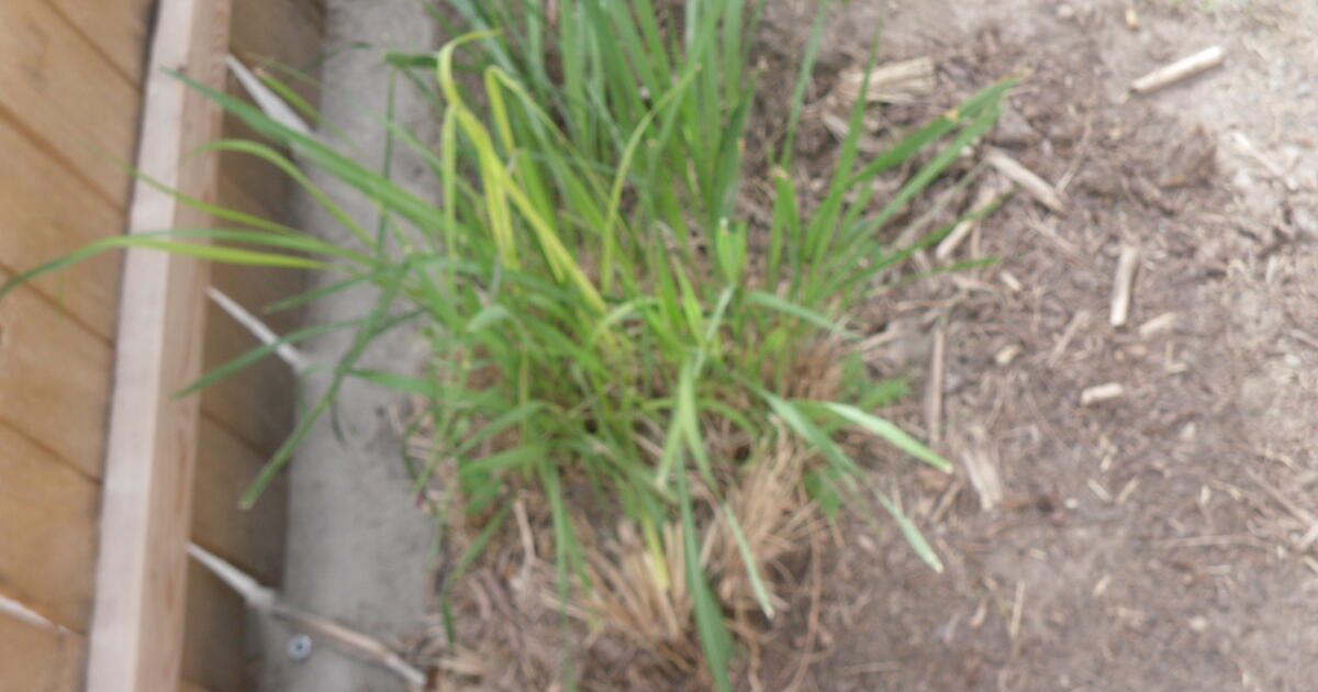 Ravenna grass, free you dig for Free in West Valley City, UT For