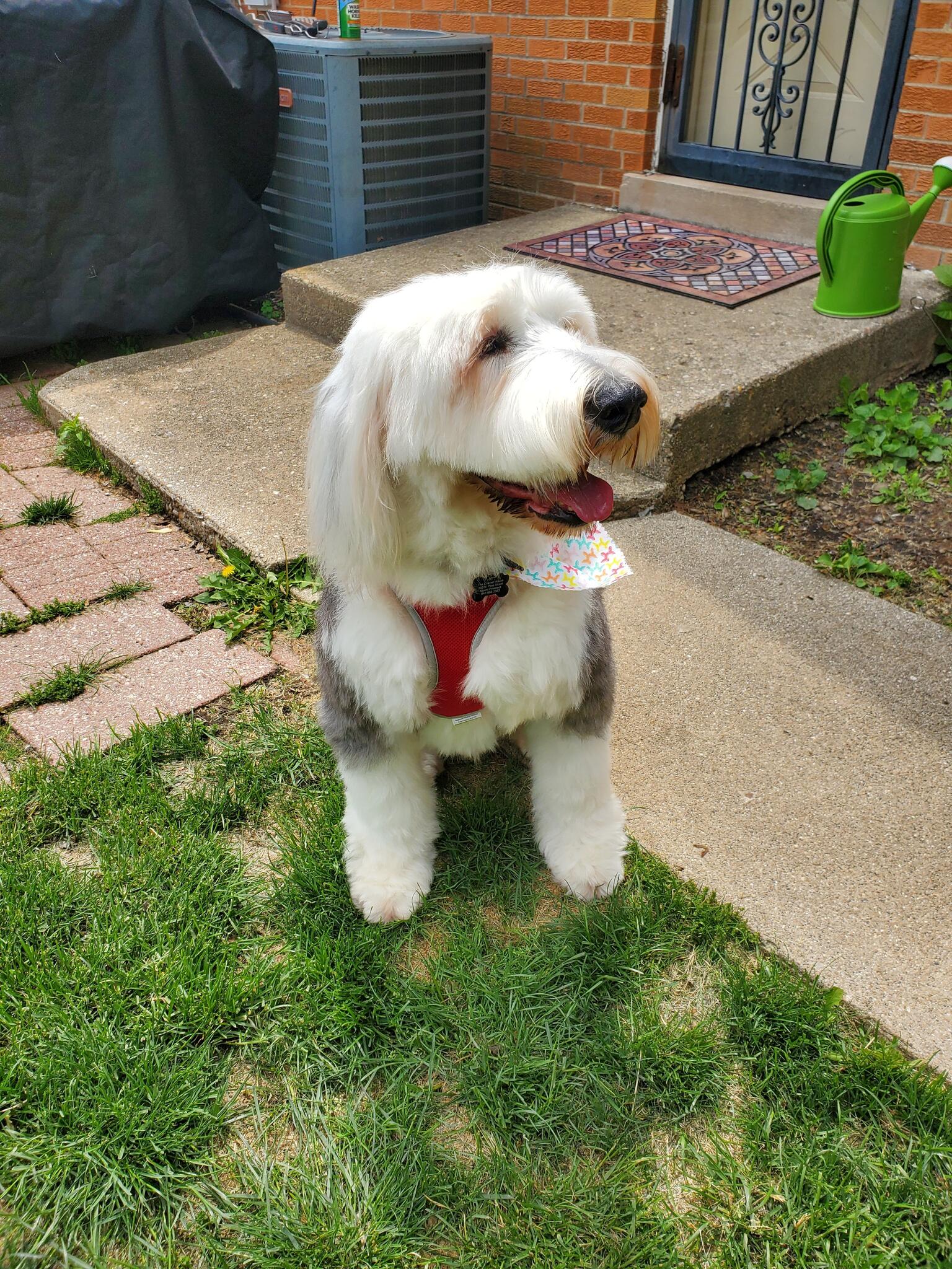 Biscuits and discount bows dog grooming