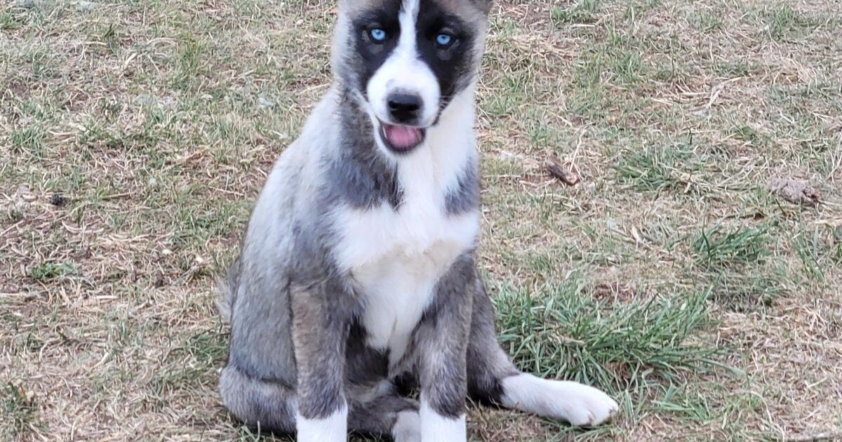 KEESHOND/ KLEE KAI MINI HUSKIES ♥️ for 245 in Cheyenne, WY For Sale