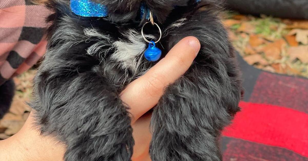 Ckc Male Yorkie Poo for Free in West Columbia, SC For Sale & Free