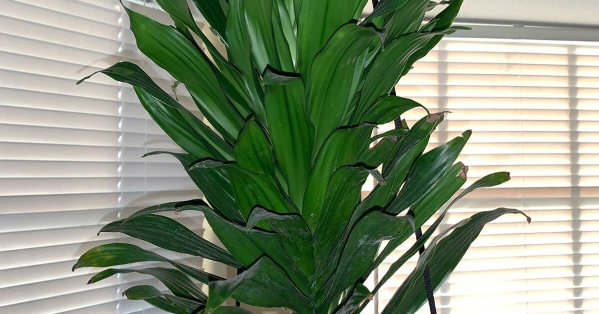 Free Plants for Free in Live Oak, TX For Sale & Free — Nextdoor