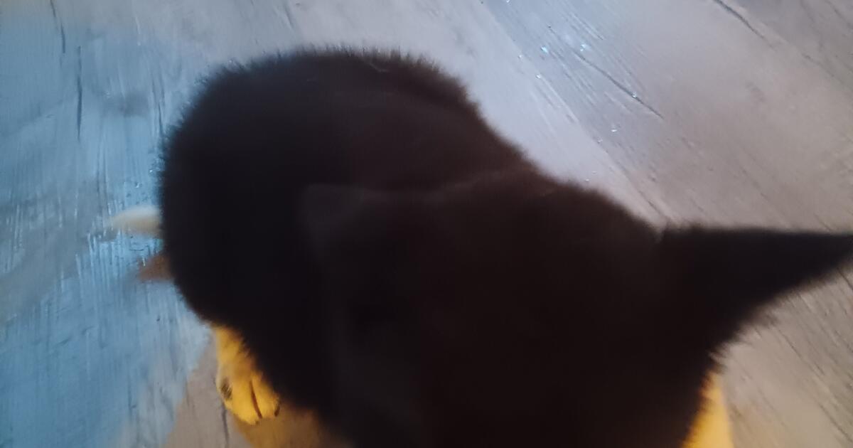 Pet Sitting For 5 An Hour for Free in Towson, MD For Sale & Free