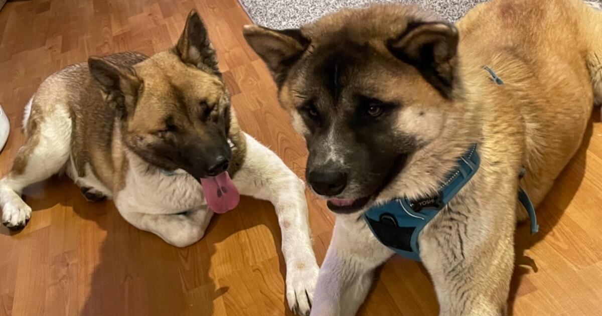 2 akitas was tooken out of my YARD for Free in Wichita, KS | Finds