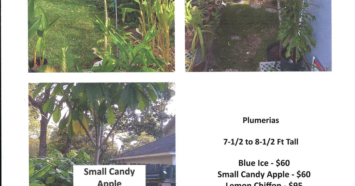 Plumerias 71/2 to 81//2 ft 55 & Up See Price List for 55 in