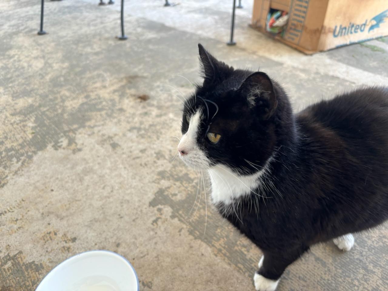 Tuxedo Kitty Needs Loving Home for Free in Overland Park, KS For Sale