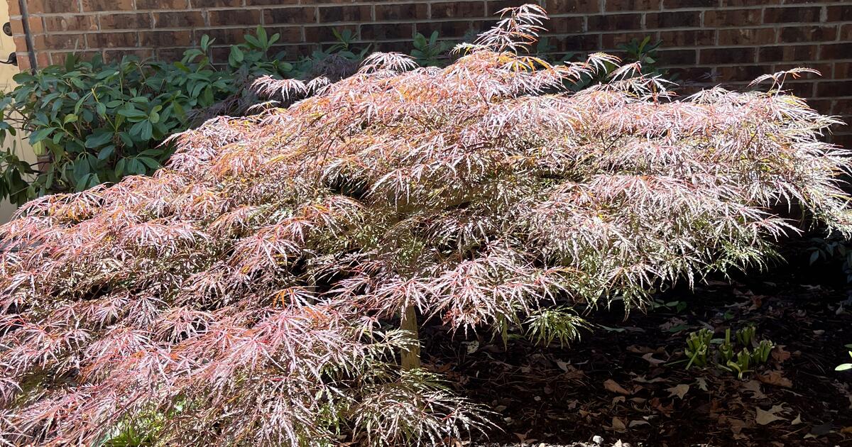 Japanese Maple Tree - Free for Free in Hot Springs Village, AR | For ...