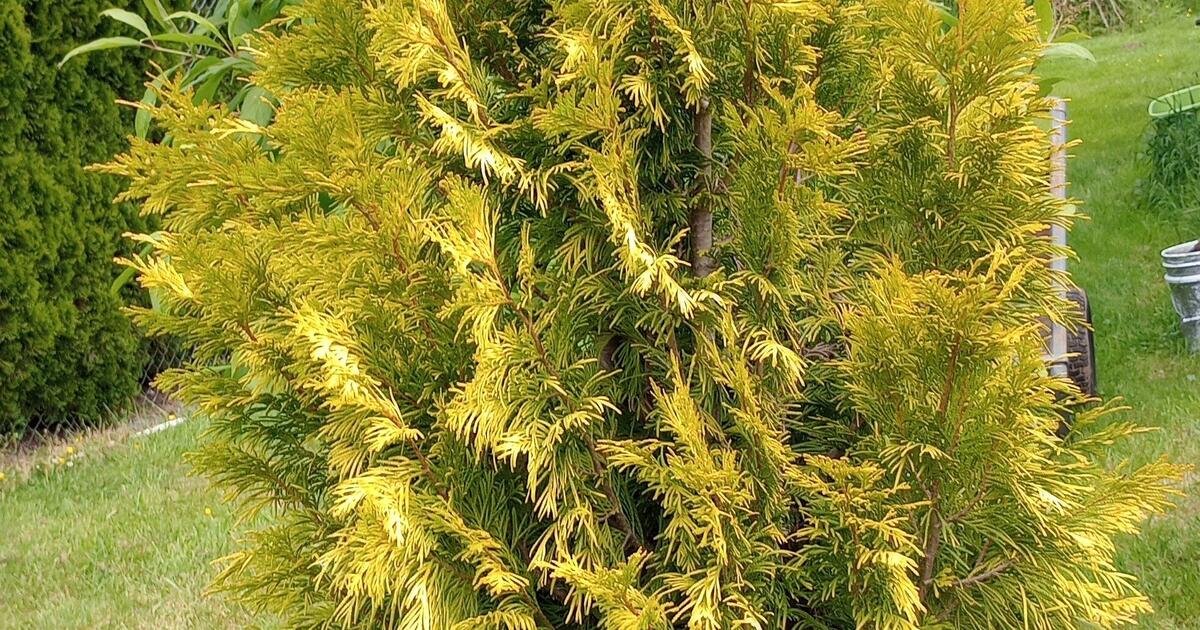 Three Gold Arborvitaes , Large, Medium & Smaller in Granite Falls, WA ...