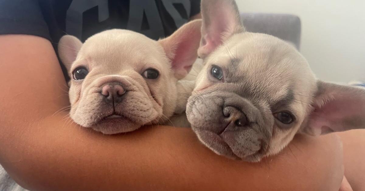 Frenchie puppies in Buckeye, AZ For Sale & Free — Nextdoor