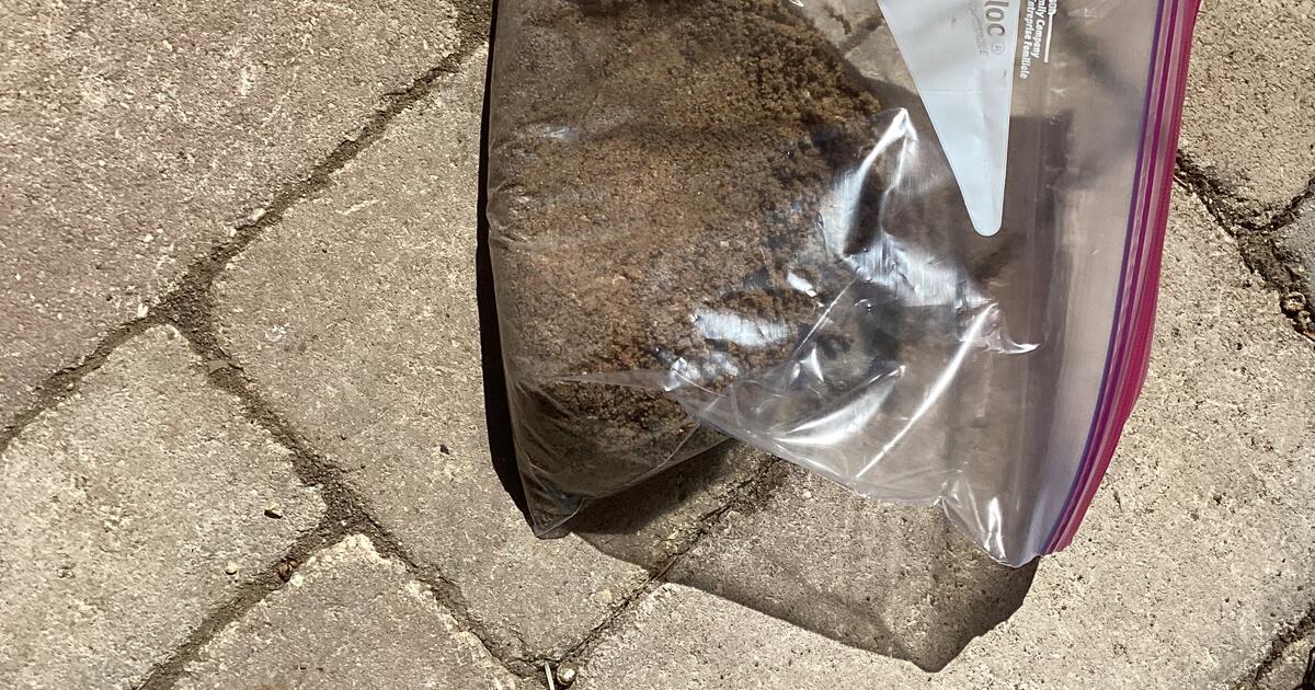 Dutch White Clover Seed + Sand, 500 ft2, 5 for 5 in Madison, WI Finds — Nextdoor Dutch White Clover Seed + Sand, 500 ft2, 5 for 5 in Madison, WI Finds — Nextdoor