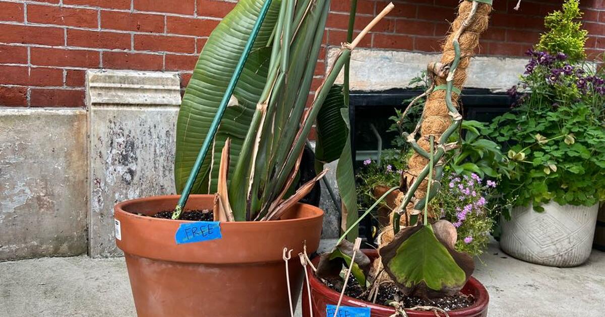 Free plants/pots for Free in Union Dale, PA For Sale & Free — Nextdoor