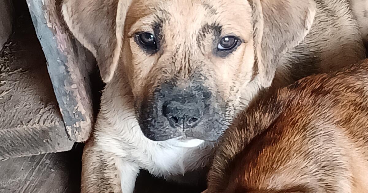 Free puppies for Free in Cypress, TX Finds — Nextdoor