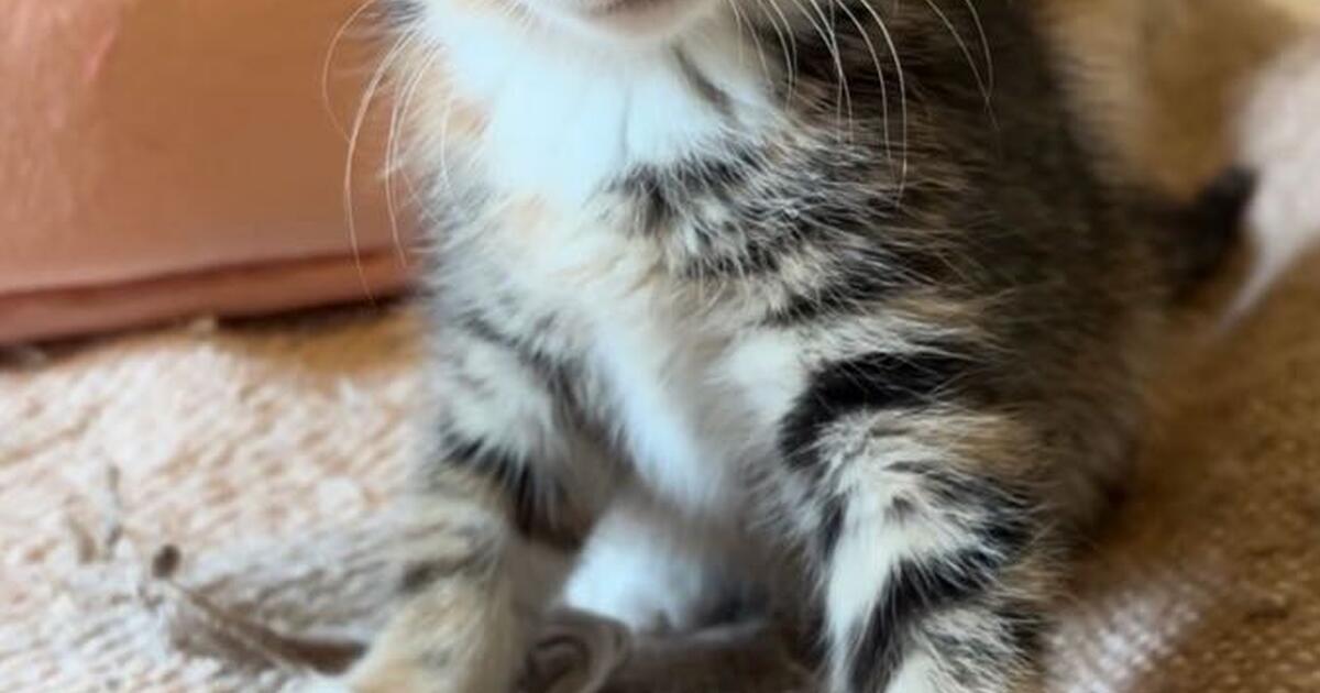 3 kittens up for adoption!!! for Free in Wilmington, NC For Sale