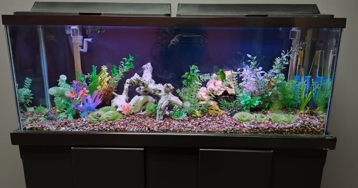 Free Aquarium For Free In Lakewood CO For Sale Free Nextdoor   E2cf059d6b54a5e43f46bae352aafafd .crop1200x630 