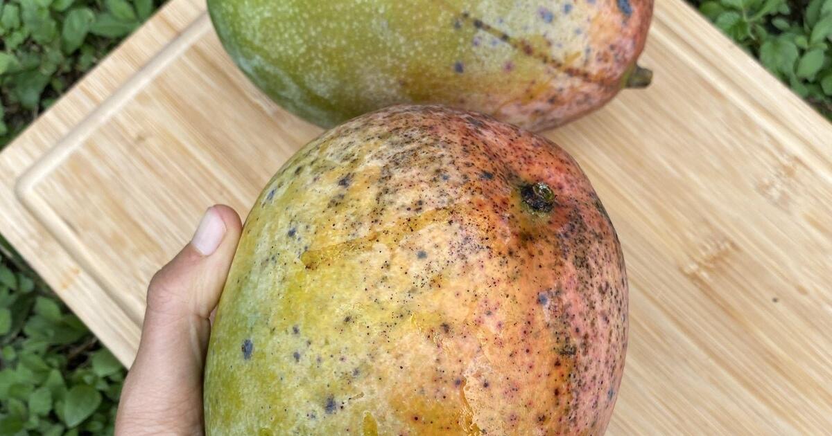 Keitt MANGO TREE for 80 in Orinda, CA For Sale & Free — Nextdoor