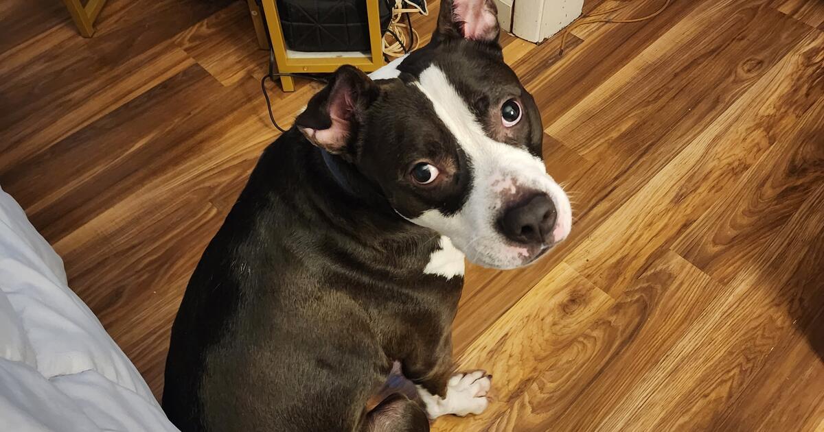 Free, Spayed Fullbred Pitbull for Free in Peoria Heights, IL For