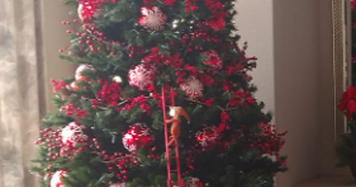 Christmas Tree (Includes all decorations) for 50 in Broomfield, CO