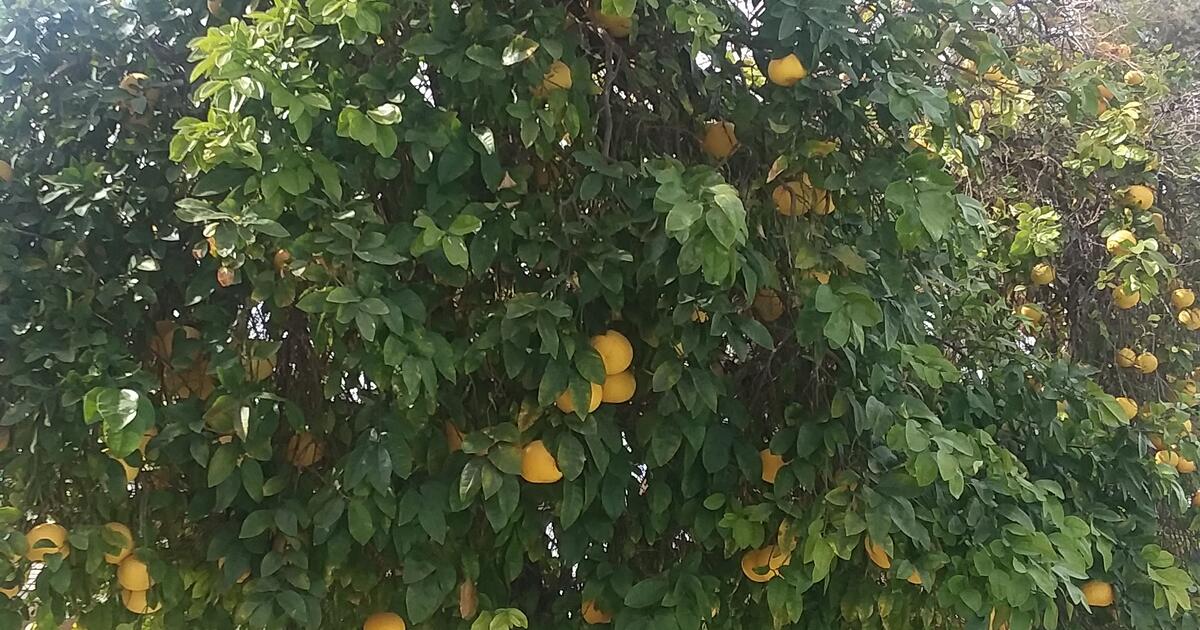 Pink Grapefruit for Free in Tempe, AZ Finds — Nextdoor