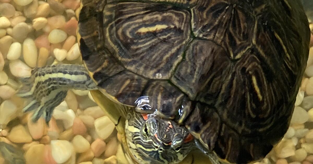 We need to rehome our aquatic turtle for Free in Denver, CO For Sale