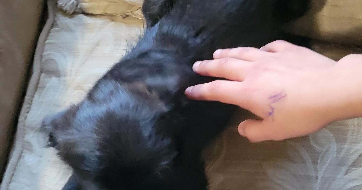 puppy for Free in Huntington Park, CA For Sale & Free — Nextdoor