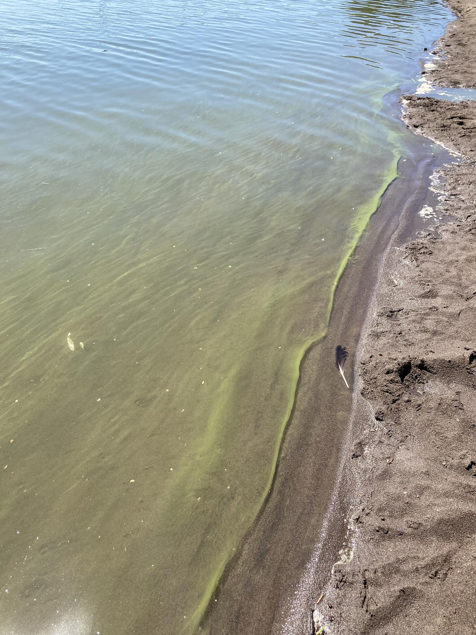 Harmful Algal Bloom Spotted At Vancouver Lake (clark County Public 