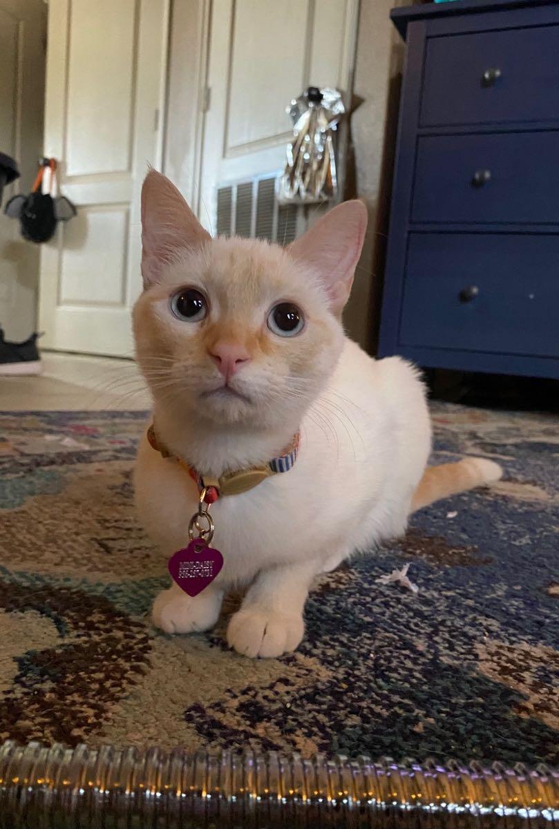 Rehoming sweet female cat for Free in Corpus Christi, TX For Sale