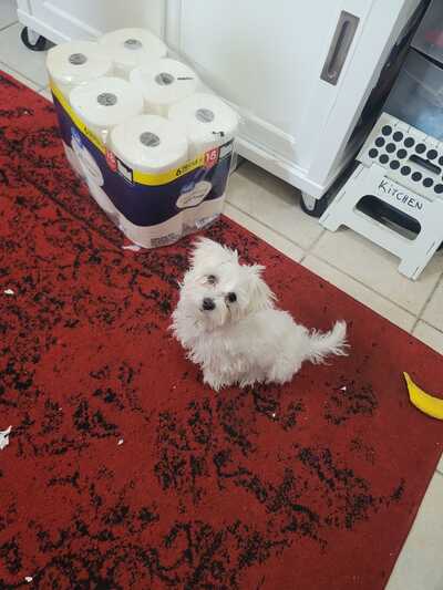 Alpha best sale pet spa