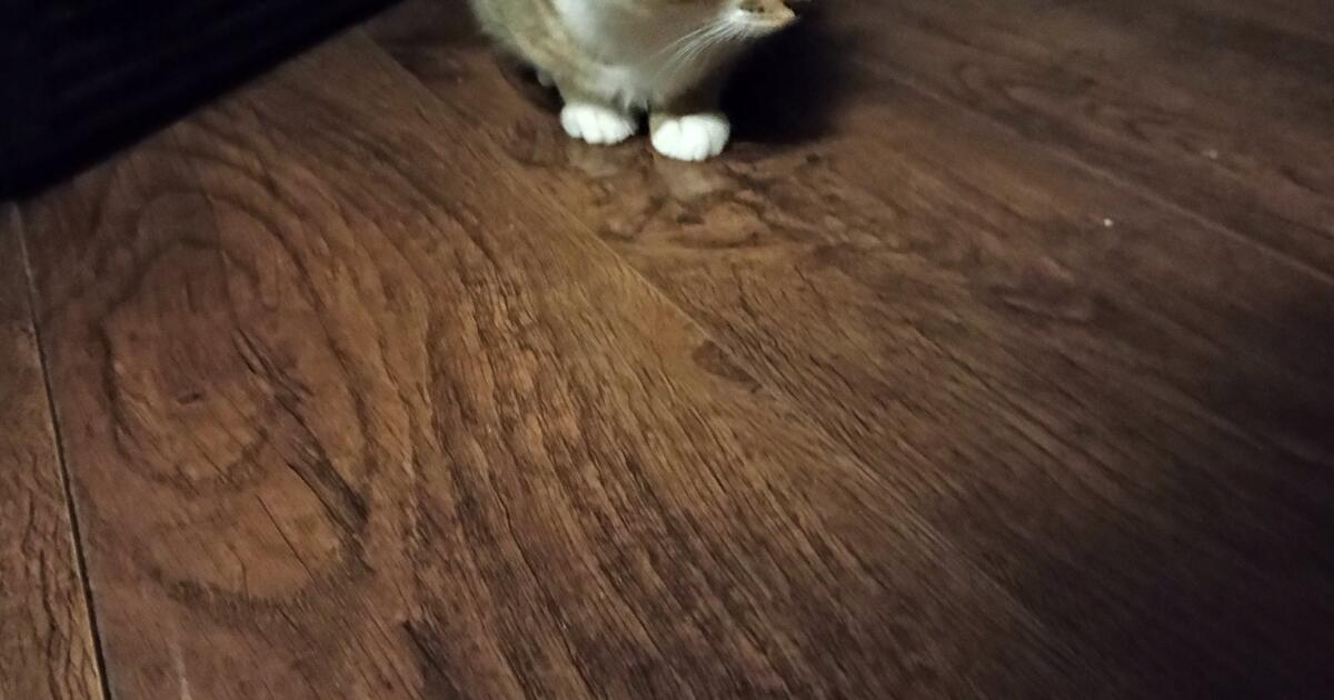Kittens for 5 in Kalamazoo, MI For Sale & Free — Nextdoor